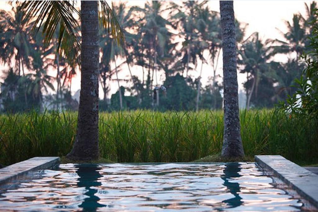 Chai House Ubud Rum bild